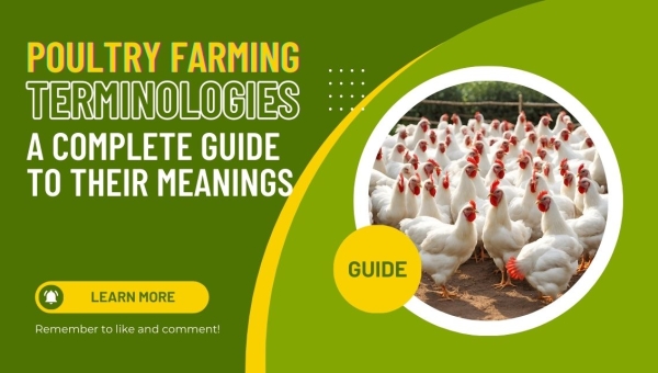 Poultry Farming Terminologies: A Complete Guide to Their Meanings